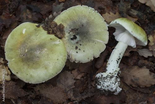 Amanita phalloides photo