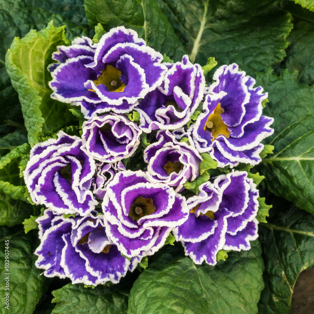 Obraz premium Frilly Flower