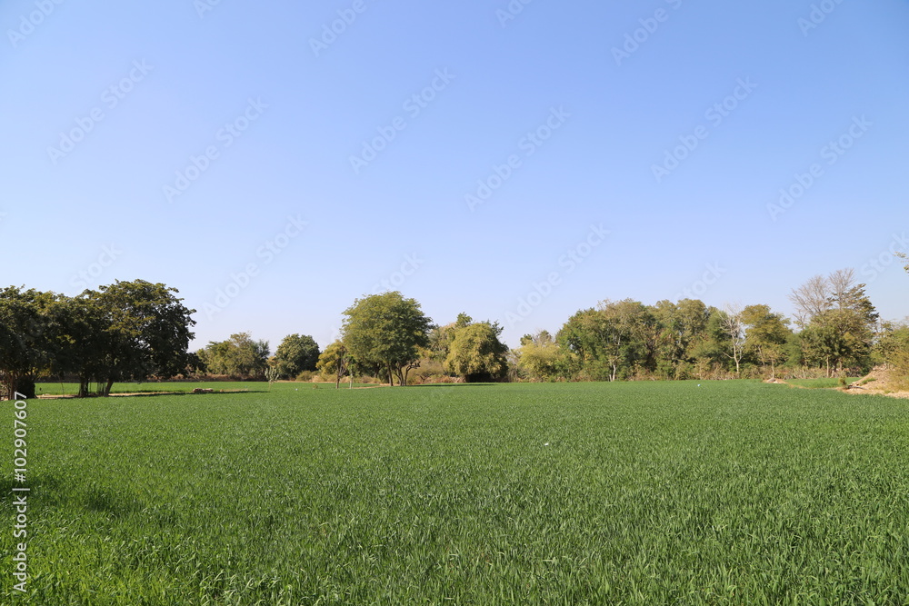 Fototapeta premium Wheat field and countryside scenery