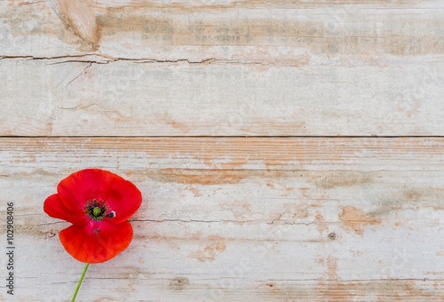 Fototapeta Naklejka Na Ścianę i Meble -  Rote Mohn Blume auf Holz Hintergrund im Landhausstil