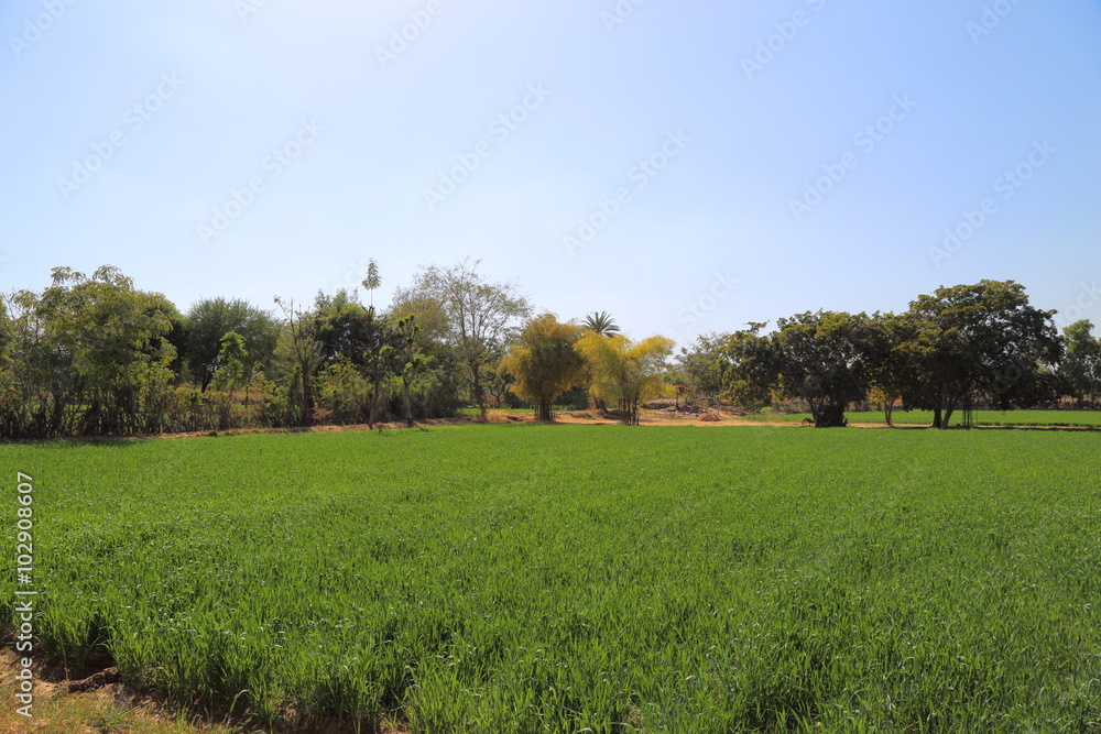 Wheat field and countryside scenery Wheat field and countryside scenery
