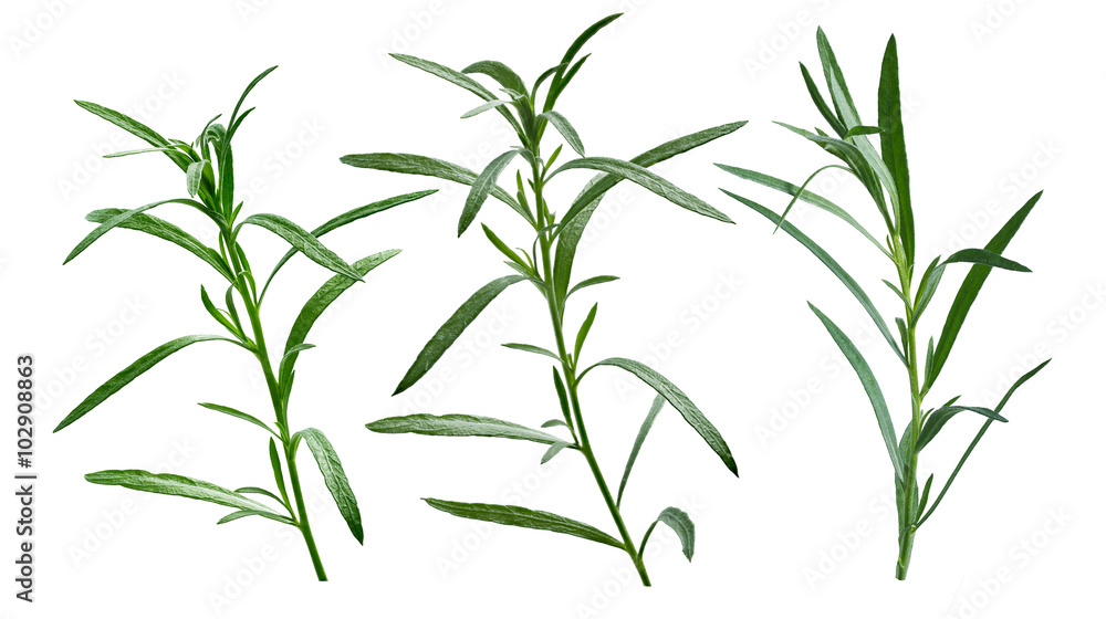 Fresh tarragon (Artemisia Dracunculus) StockFoto Adobe Stock