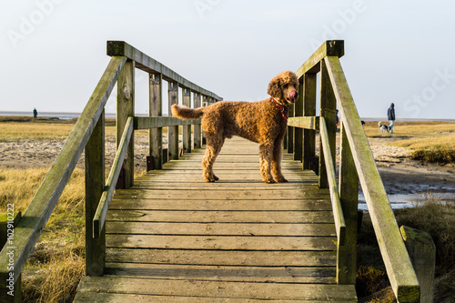 Hund auf Holzbrücke an der Nordsee photo