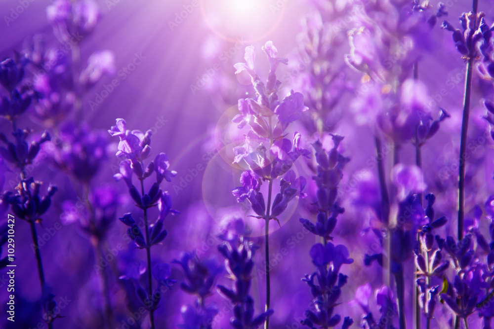 Obraz premium field lavender flowers