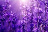 field lavender flowers