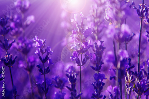 Fototapeta Naklejka Na Ścianę i Meble -  field lavender flowers