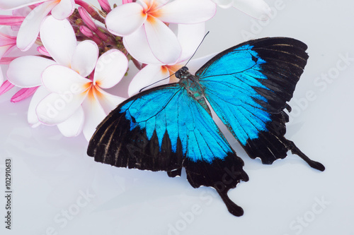 Papilio ulysses butterfly with pink and white frangipani / plumeria on white background photo
