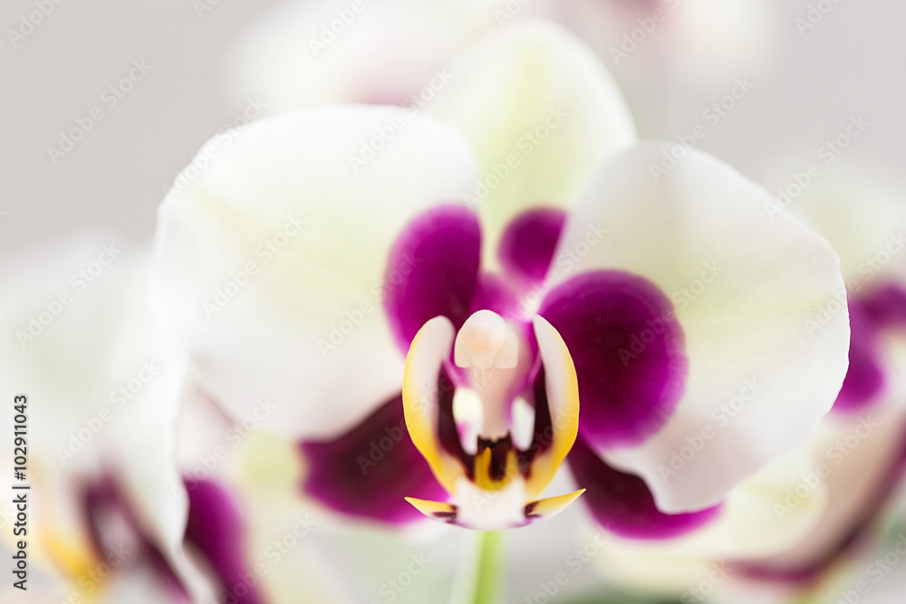 Beautiful White Orchid Flower on White Background, Close-up