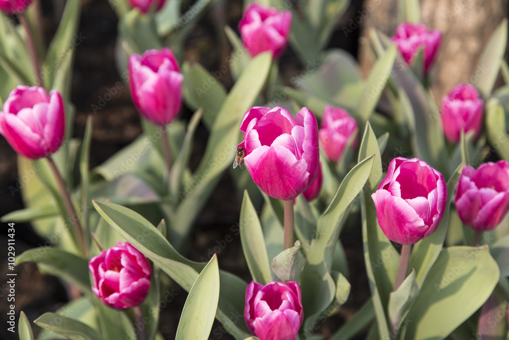 Fototapeta premium tulips in a park,chengdu,china