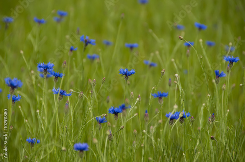 Wild wildflowers cornflowers blue sky in bright green grass. Summer day in the field. The natural wildlife. 