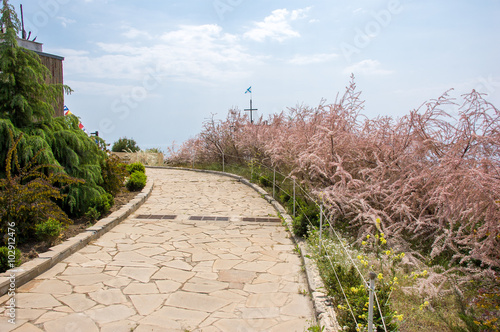 Decorative flowering shrub with soft pink flowers in the Crimea. May, 2012.