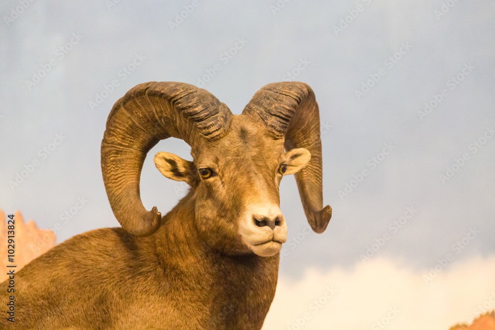 Ram Looking at Camera Ram Looking at Camera