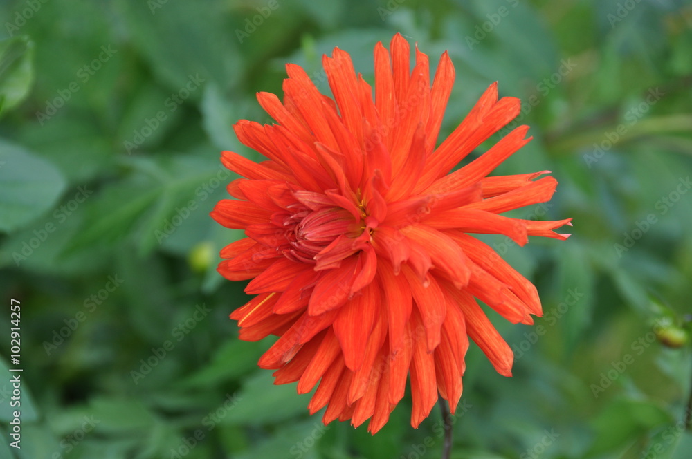 Dahlia cactus rouge orange Dahlia cactus rouge orange