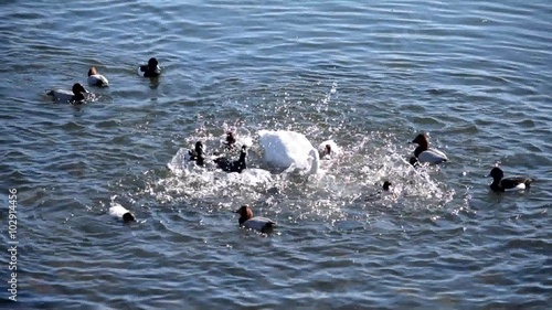 ハクチョウと鴨