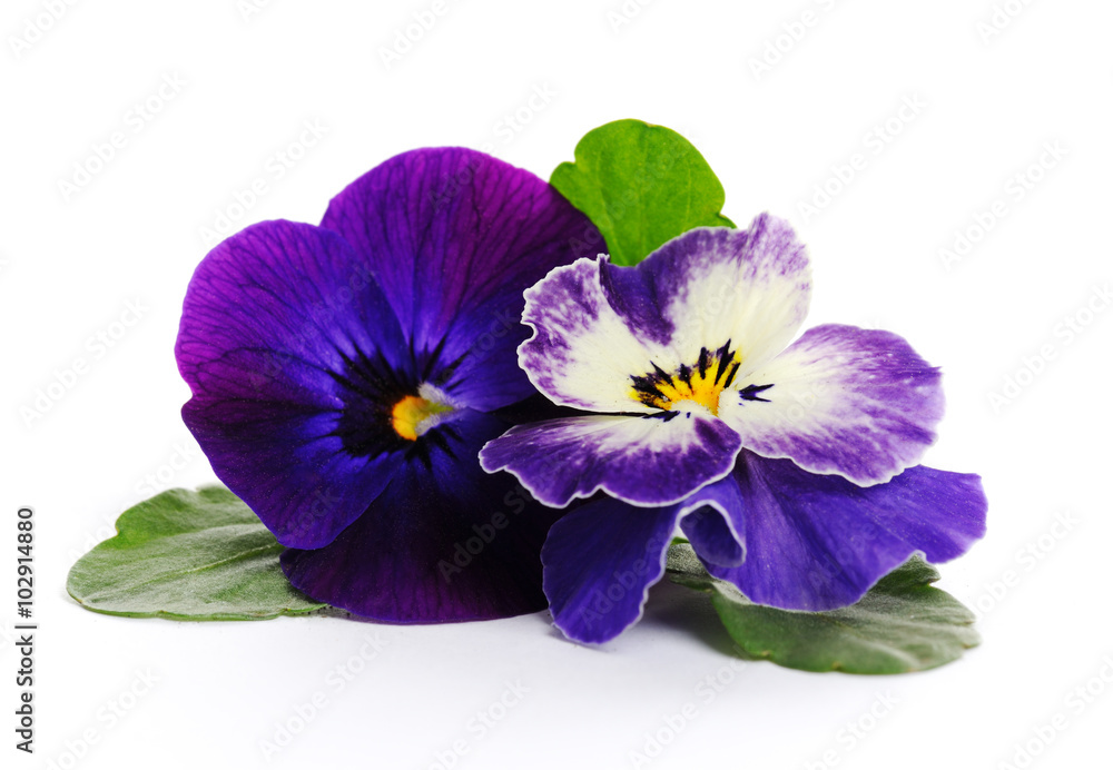 Obraz premium beautiful violets close up