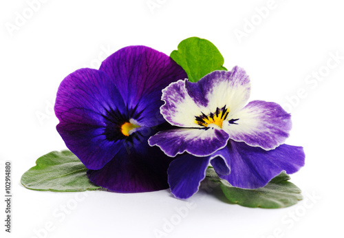 beautiful violets close up