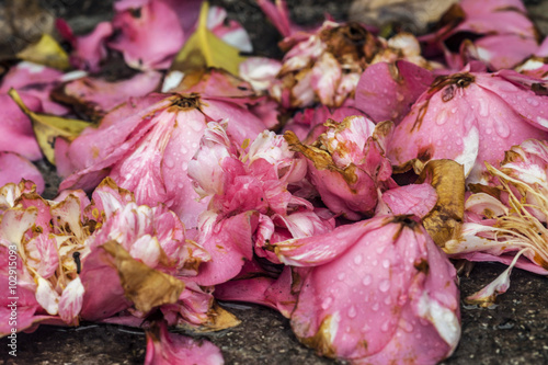 Fallen flowers pink camellia