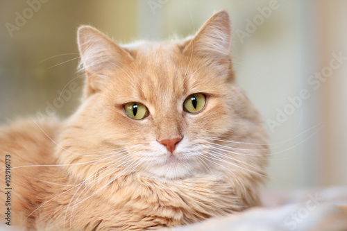 fluffy ginger cat portrait