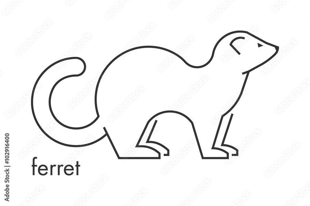 Vector line figure of ferret on a white background. Vector line figure of ferret on a white background.