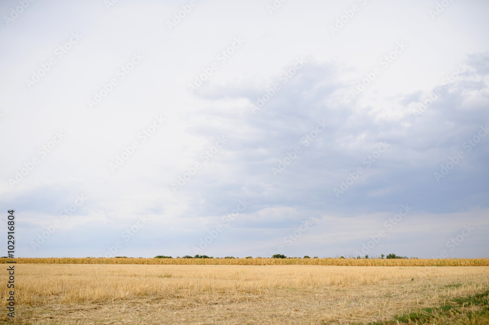 Fototapeta premium Wheat Field