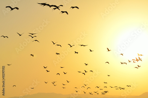 朝日と鶴の群れ © sandpiper