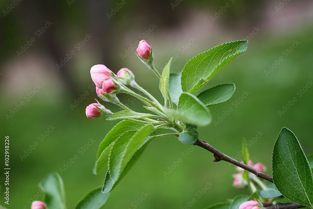 apple tree in nature