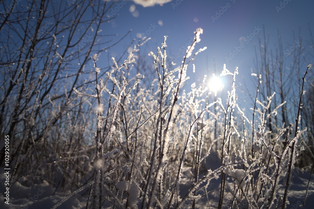 Obraz premium winter 