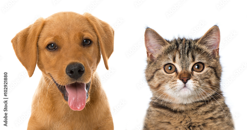 Hund und Katze Stock-Foto | Adobe Stock