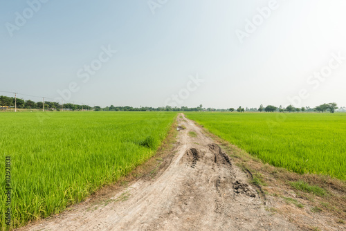 Dirt road go to the rice paddy farmland