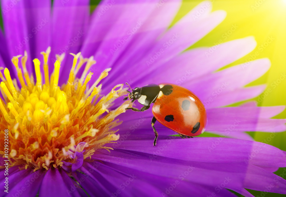 Obraz premium Ladybug and flower