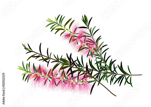 Callistemon or bottle brush flowers pink ,Australia flowers ,vector illustration