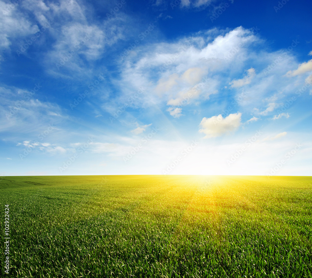 field and sun