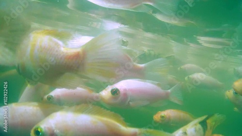 A large school of fish Mozambique tilapia (Oreochromis mossambicus) in a river, Hikkaduwa, Sri Lanka, South Asia
 photo