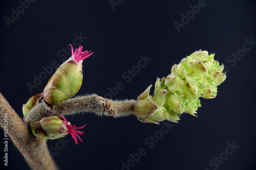 Closeup of a Corylus avellana, the Common Hazel. Pollen of hazel causes hay fever and common allergy. Here is the female flower in early spring with pollen all over.