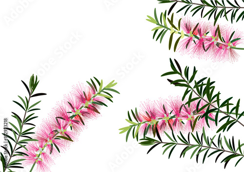 Fototapeta Naklejka Na Ścianę i Meble -  Callistemon or bottle brush flowers pink ,Australia flowers ,vector illustration