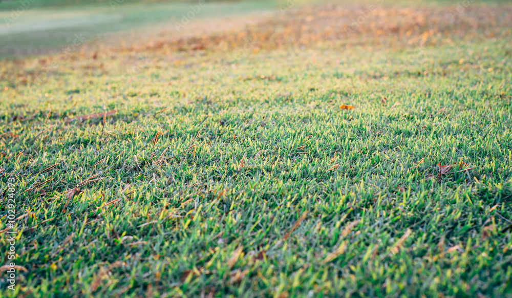Turf for golf Turf for golf