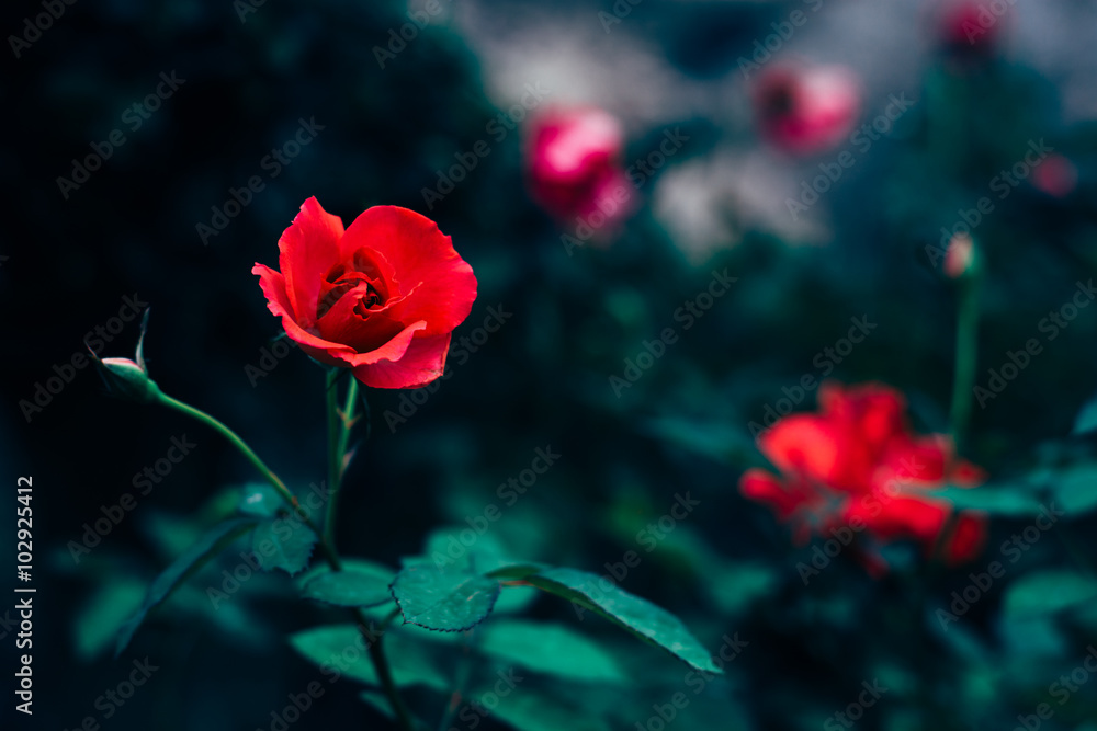 Obraz premium Colorful flower roses background