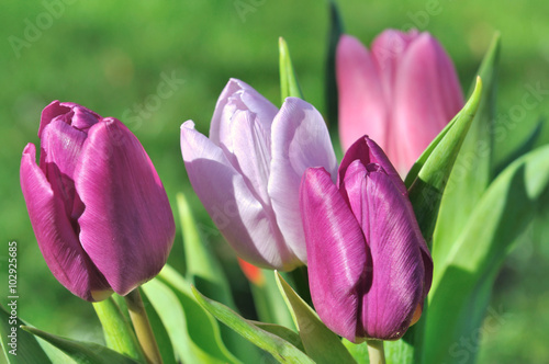 tulipes roses et violettes dans jardin