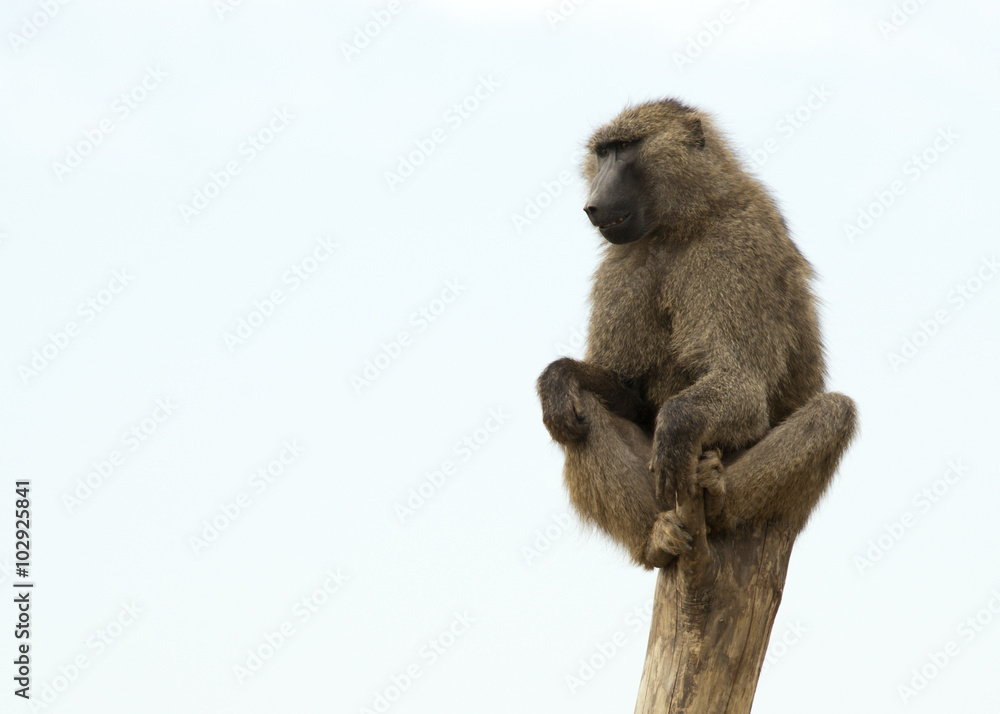 20080725_zoo_Bilderforum_096 20080725_zoo_Bilderforum_096