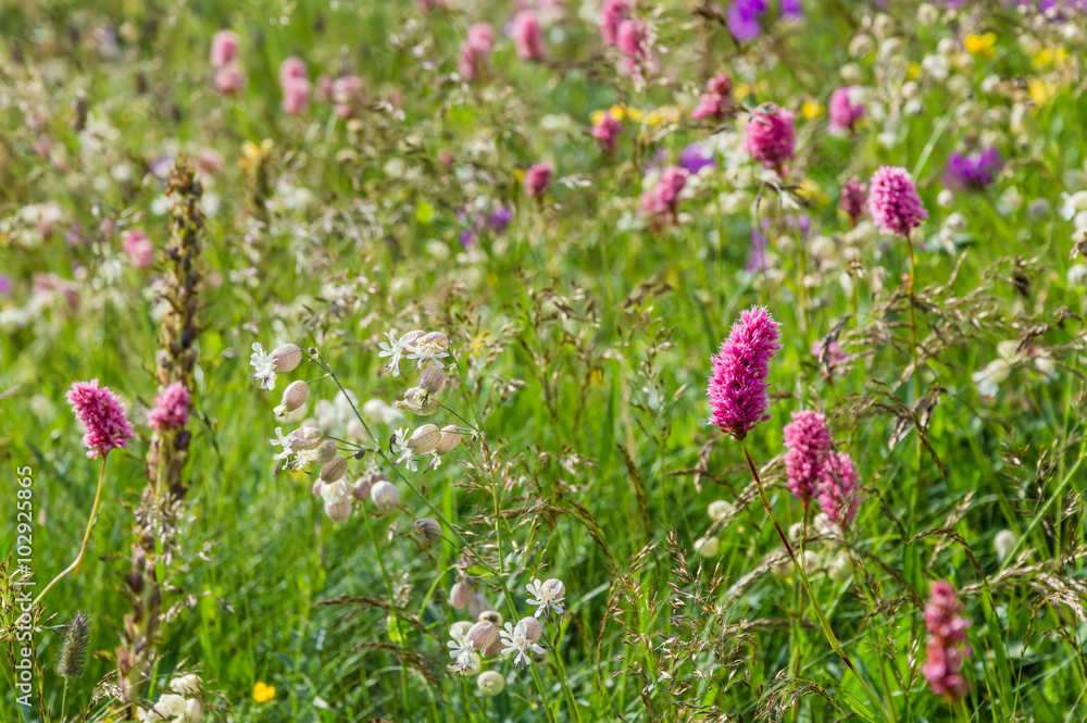 Obraz premium Flower meadow in mountain, selective focus