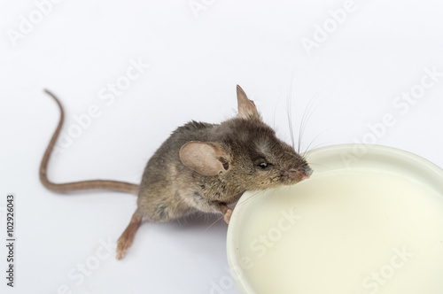 Baby mouse drinking milk