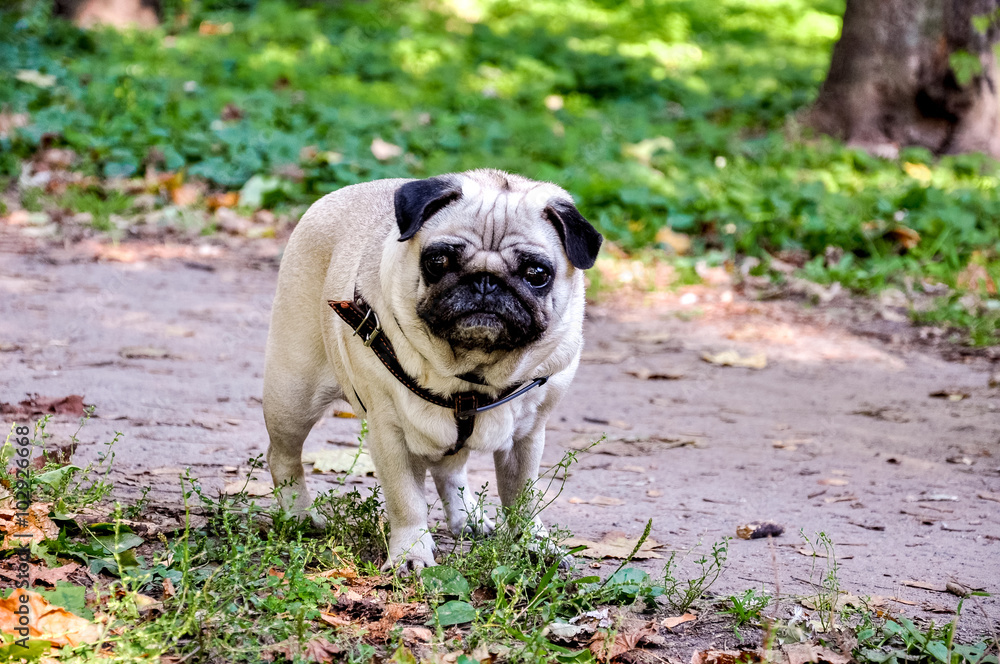 Pug dog standing on the grass