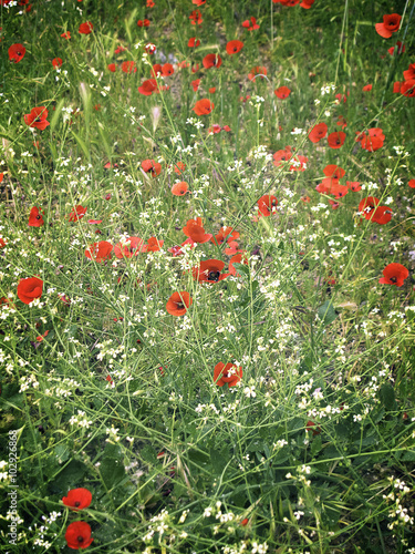 Red poppy field