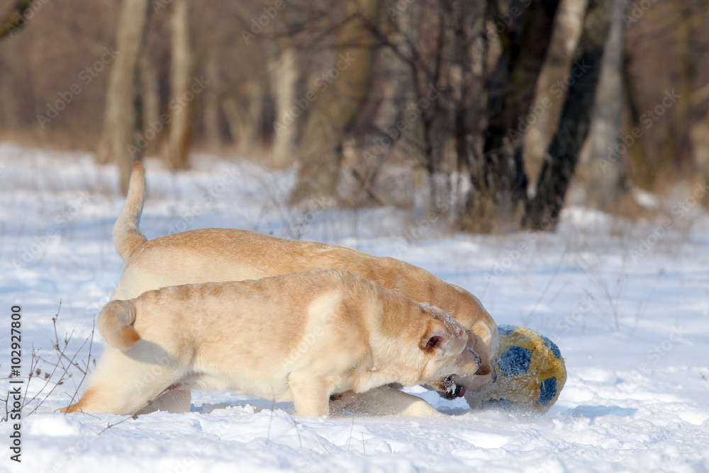 two yellow labradors in winter in snow with a ball two yellow labradors in winter in snow with a ball