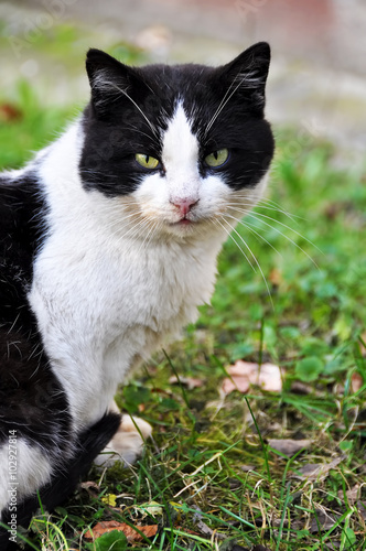 Black and white homless Cat portrait