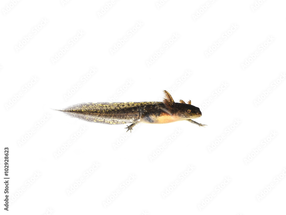 Swimming salamander larva on white background Swimming salamander larva on white background
