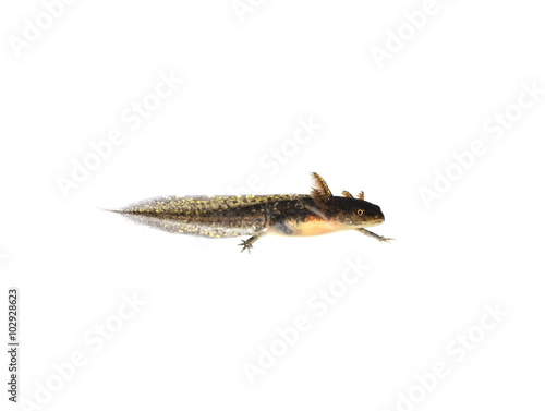 Swimming salamander larva on white background
