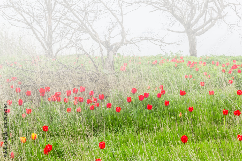 Spring tulips in a wild pitch in fog