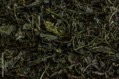 green Dried Mint texture