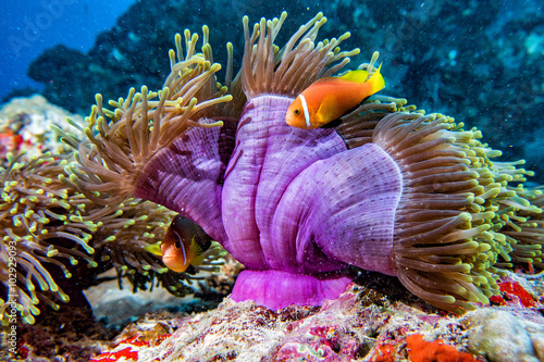 Obraz na płótnie Clown fish inside pink purple anemone
